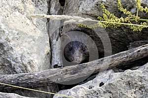 American mink (Neovison vison)