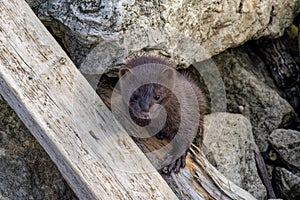 American mink (Neovison vison)