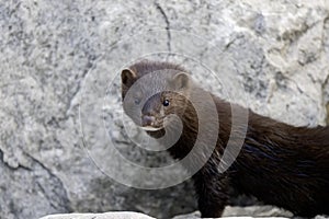 American mink (Neovison vison)