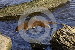 American mink (Neovison vison)