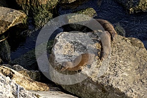 American mink (Neovison vison)