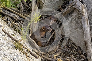 American mink (Neovison vison)