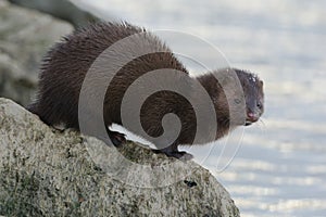 American Mink - Neovison vison