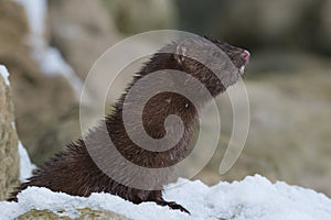 American Mink - Neovison vison