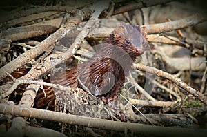 American Mink (Neovison vison)