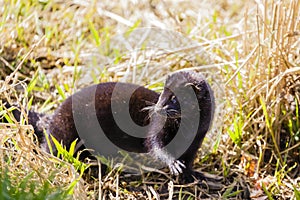 American mink - Neovison vison