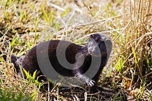 American mink - Neovison vison