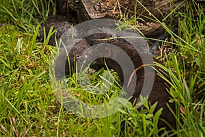 American Mink Neovison vison Adult and Kit Nose to Nose