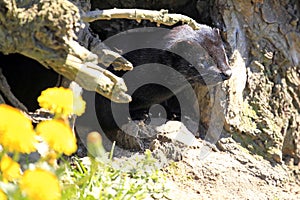 American mink / Neovison vison in front of its den