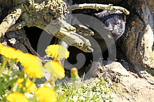 American mink / Neovison vison in front of its den