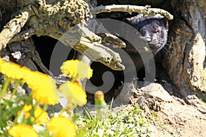 American mink / Neovison vison in front of its den photo