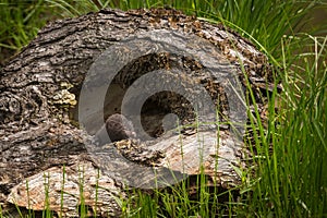 American Mink Neovison vison Kit Alone in Log