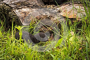 American Mink Neovison vison Kit Next to Log