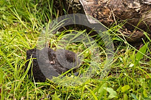 American Mink Neovison vison Kits Huddle Together