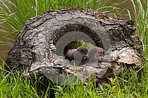 American Mink (Neovison vison) Kits in Log