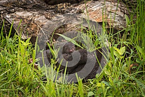 American Mink Neovison vison Kits Pile Up on Adult