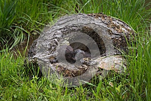 American Mink Neovison vison Kits Sit in Log