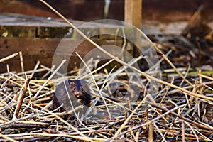 American mink, Neovison vison near lake coast