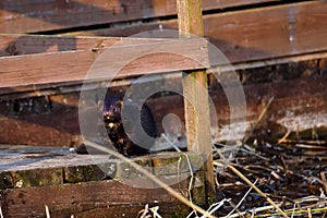 American mink, Neovison vison near lake coast