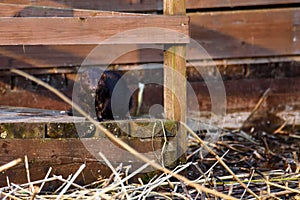 American mink, Neovison vison near lake coast