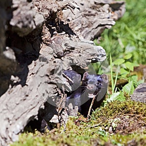 American Mink Neovison vison with young
