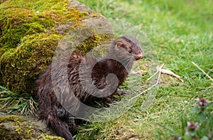 An American mink outside its den