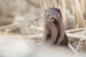 American Mink Pokes Out of Cattails, Rouge National Urban Park, Toronto