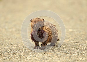 An American mink with a sea urchin in its mouth