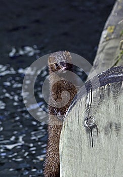 American mink standing by a wooden bridge