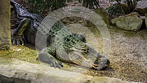 American Mississippiensis Alligator in artificial habitat