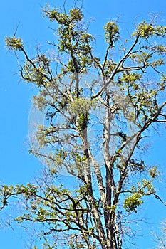 American Mistletoe (Phoradendron flavesens) Infested Tree