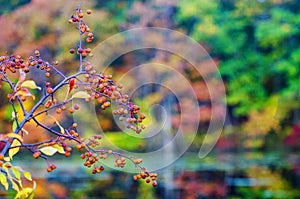 American mountain ash and colorful fall trees