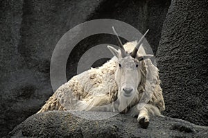 American mountain goat, Oreamnos americanus