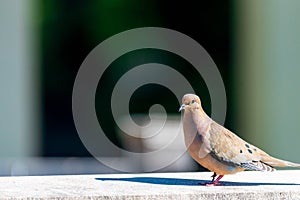 American Mourning Dove Zenaida Macroura perching on a wall