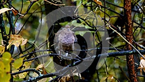 American mourning dove zenaida macroura or rain dove