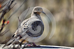 American mourning dove - zenaida macroura - or rain dove