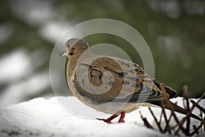 American mourning doves zenaida macroura or rain dove