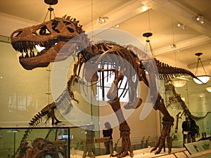 American Museum of Natural History, dinosaur, tyrannosaurus, tourist attraction, extinction