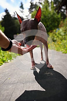 American naked terrier eats berry from his hand