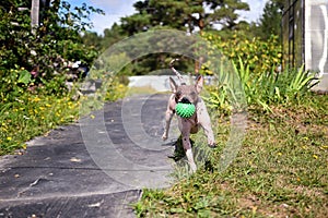 American naked terrier runs around with a ball in the backyard