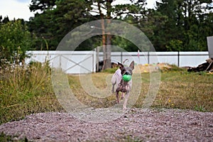 American naked terrier runs around with a ball in the backyard