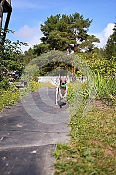 American naked terrier runs around with a ball in the backyard