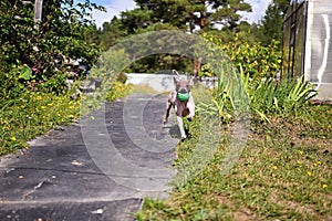 American naked terrier runs around with a ball in the backyard