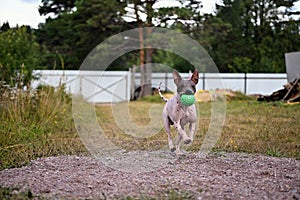 American naked terrier runs around with a ball in the backyard