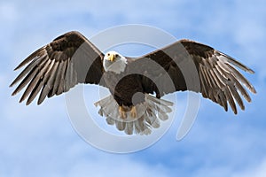 American National Symbol Bald Eagle with Wings Spread on Sunny D