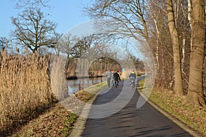 American oaks along the Apeldoorns kanaal