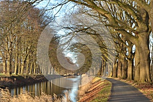 American oaks along the Apeldoorns kanaal and biking road