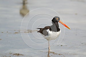 American Oyster Catcher (Haematopus palliatus)