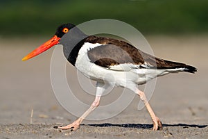 American Oystercatcher