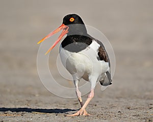 American Oystercatcher